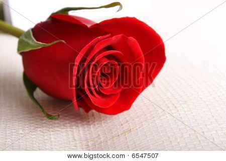 กุหลาบสีแดง