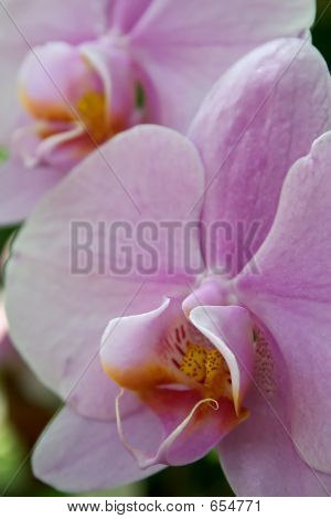 Lavender Orchid