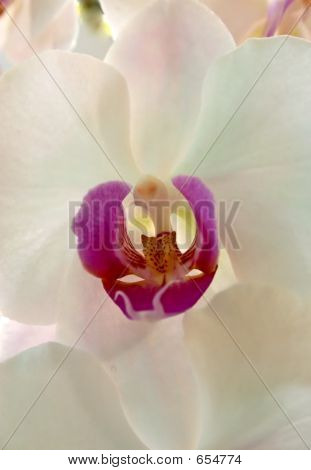 White Orchid 