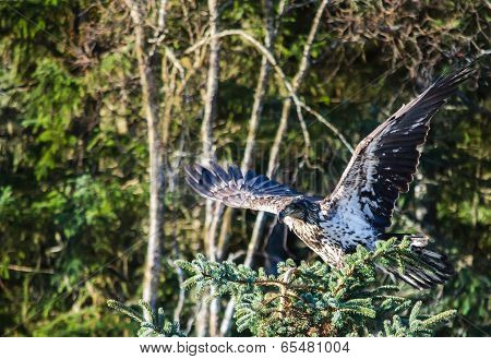 Take-off