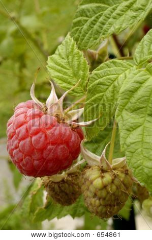 Raspberries, Ripening