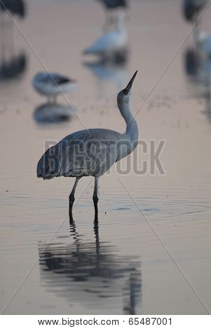 Sandhill Crane