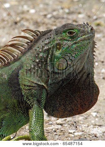 Extreme Closeup Green Iguana and Neck Dewlap