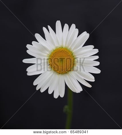 chamomile flower on black background