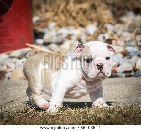 english bulldog puppy playing outside in the yard