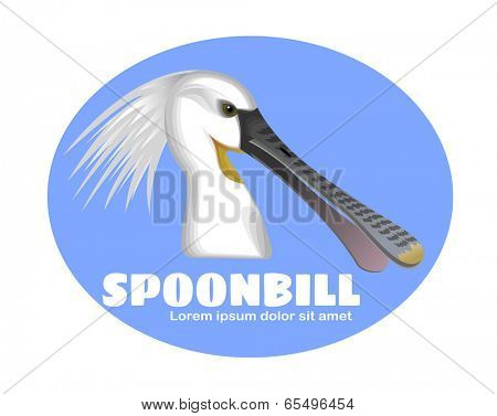 Spoonbill bird 