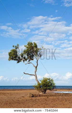 Mangrove Tree am Strand