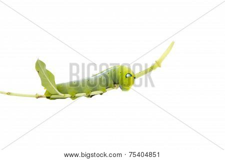 Worm Eating Leaves  Isolated On White Background