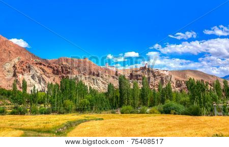 Wheat Farming At Basgo Ladakh