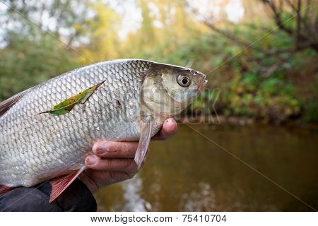 Big orfe fish in fisherman's hand
