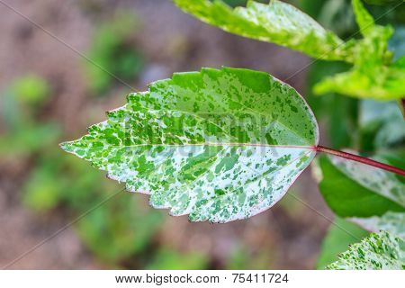 Beautiful Green Leaf Background In Garden