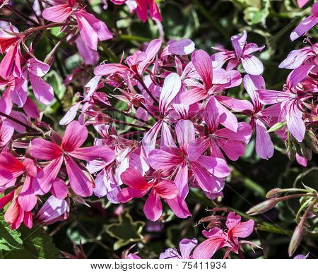 Red Storksbills In The Meadow