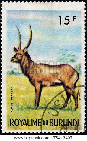 Waterbuck
