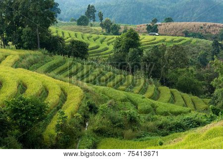 Baan Pa Bong Piang Rice Terraced Field Close Up, Chiangmai: Thailand