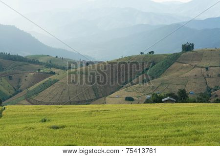 Baan Pa Bong Piang Rice Terraced Field Close Up, Chiangmai: Thailand