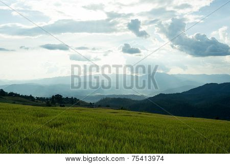 Baan Pa Bong Piang Rice Terraced Field Close Up, Chiangmai: Thailand