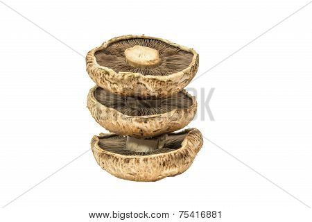 Portobello mushroom