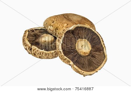 Portobello mushroom