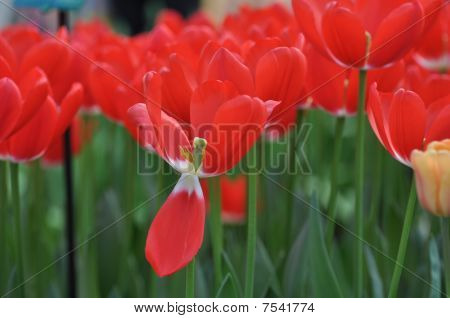 Tulips