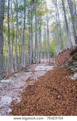 Beautiful Forest In Autumn In The Italian Dolomites