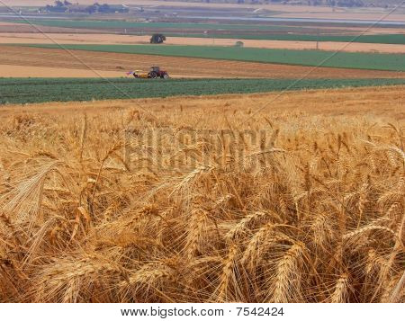 Wheaten fältet