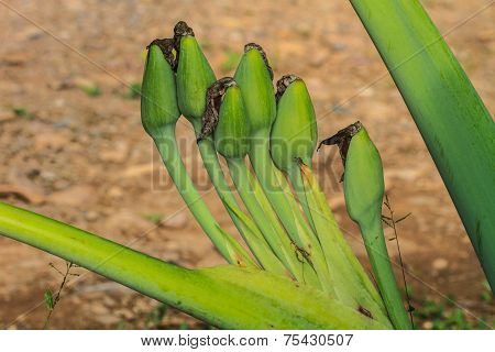 Close Up Bud Flower Of  Elephant Ear