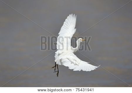 Cattle Egret