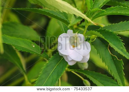 Impatiens Glandulifera flower