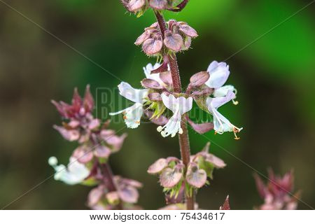Fresh basil and blossom