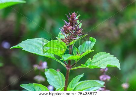 Fresh basil and blossom