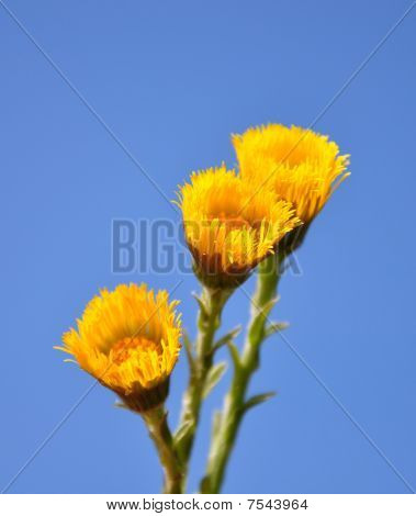 Podběl (tussilago Farfara)