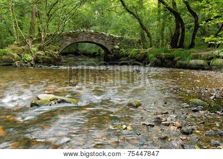 Forest Bridge And Stream