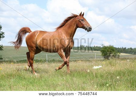 Amazing Budyonny Horse Running On Meadow