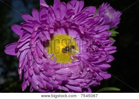 Bloem en bee
