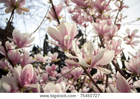 Blooming Magnolia Tree