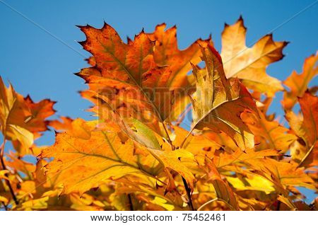 Beautiful Autumn Leaves