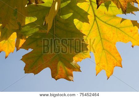 Beautiful Autumn Leaves