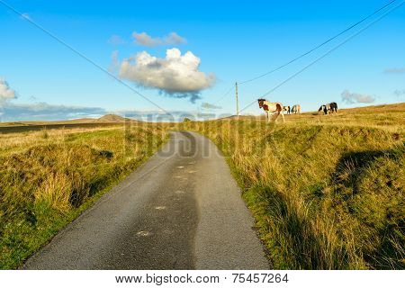 Bodmin Moor
