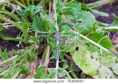 Leaf With Caterpillars