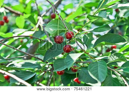 Branch Of Ripe Cherry