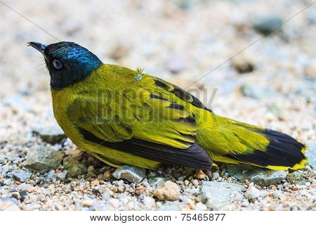 Black-headed Bulbul, Pycnonotus Atriceps