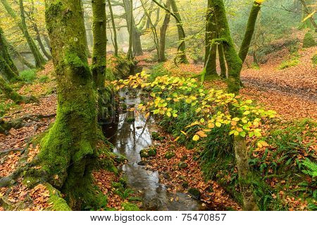 Woodland Stream