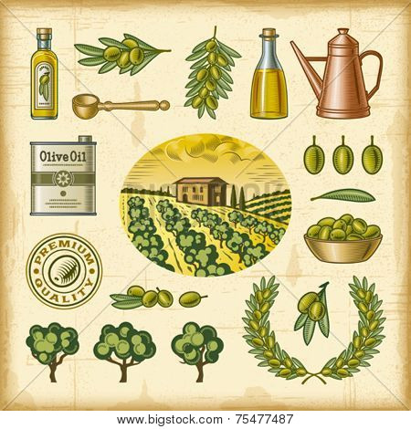 Vintage colorful olive harvest set. Fully editable EPS10 vector.