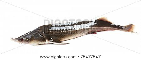 Fresh sterlet fish isolated on white