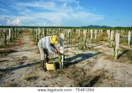 Asian Farmer, Agriculture Farm, Dragon Fruit
