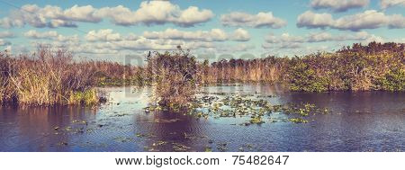 Bald Cypress Trees  in a florida swamp