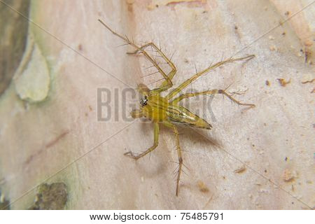 Macro Shoot Of A Tarantula Spider Over A Wooden Table, Poison Insect.