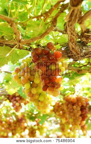 Vietnam Vineyard, Vine, Ripe Red Grape