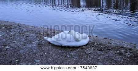 schlafen swan