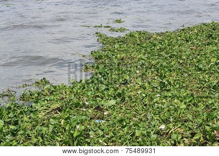 Weed Or Water Hyacinth In The River